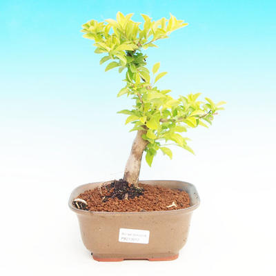 Pokojová bonsai - Duranta PB213512 - 1
