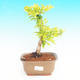 Pokojová bonsai - Duranta PB213512 - 1/3