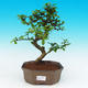 Pokojová bonsai - Carmona macrophylla PB215512 - 1/5