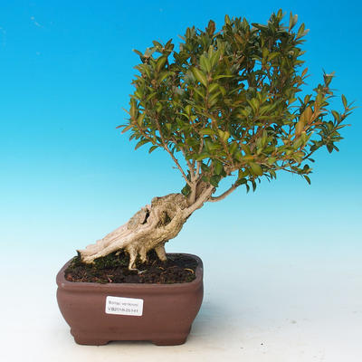 Venkovní bonsai - Buxus - 1