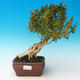 Venkovní bonsai - Buxus - 1/3
