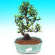 Pokojová bonsai - Carmona macrophylla PB215514 - 1/5