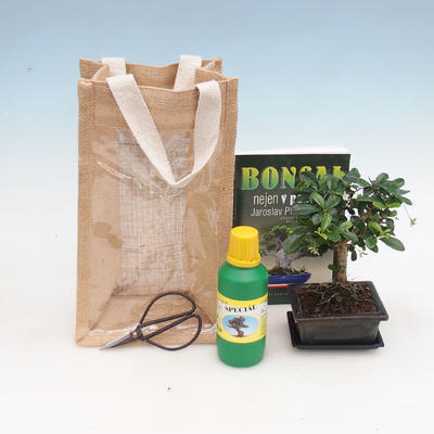 Pokojová bonsai v dárkové tašce - JUTA, Carmona - čaj fuki