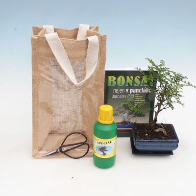 Pokojová bonsai v dárkové tašce - JUTA, Zantoxylum piperitum - Pepřovník 