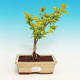 Pokojová bonsai - Duranta PB213515 - 1/3
