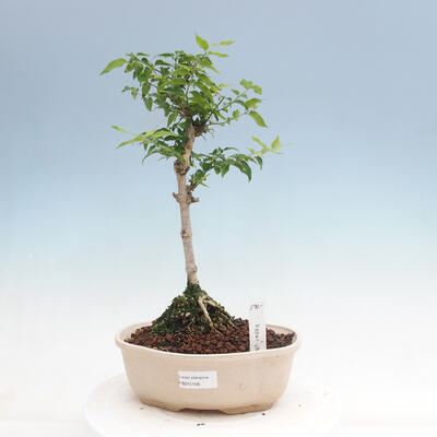 Pokojová bonsai - Vodní jasmín  - Wrightia religiosa - 1