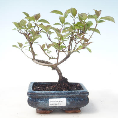 Venkovní bonsai - Dřín - Cornus mas VB2020-515 - 1