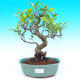 Pokojová bonsai - malolistý fíkus PB215516 - 1/2