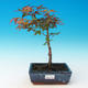 Venkovní bonsai - Acer palmatum Beni Tsucasa - Javor dlanitolistý - 1/3