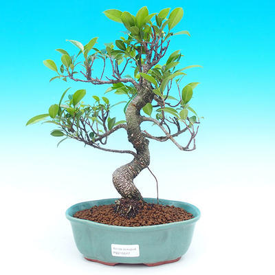 Pokojová bonsai - malolistý fíkus PB215517 - 1