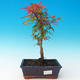 Venkovní bonsai - Acer palmatum Beni Tsucasa - Javor dlanitolistý - 1/3