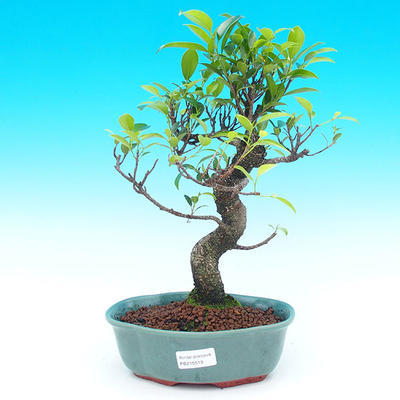 Pokojová bonsai - malolistý fíkus PB215518 - 1
