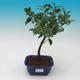 Pokojová bonsai-Camellia euphlebia-Kamélie - 1/2