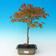 Venkovní bonsai - Acer pal. Sango Kaku - Javor dlanitolistý - 1/2