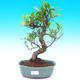 Pokojová bonsai - malolistý fíkus PB215519 - 1/2