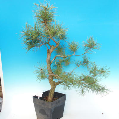 Yamadori - Borovice lesní - Pinus sylvestris - 1