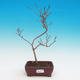 Venkovní bonsai - Acer ginala - Javor ohnivý - 1/2