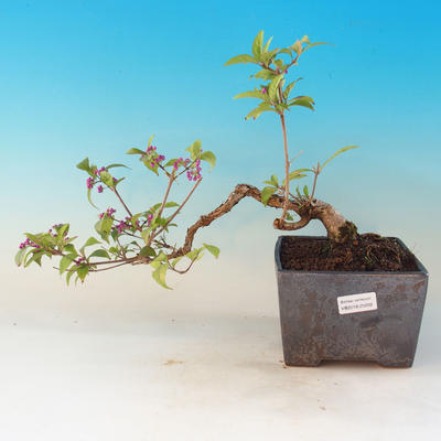 Venkovní bonsai - krásnoplodka Callicarpa - 1