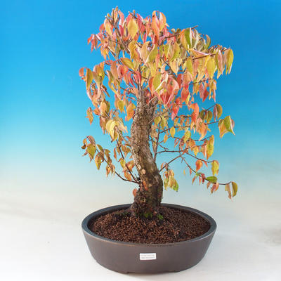 Venkovní bonsai - Dřín - Cornus mas - 1