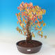 Venkovní bonsai - Dřín - Cornus mas - 1/2