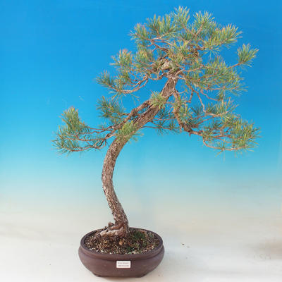 Venkovní bonsai - Pinus Sylvestris - Borovice lesní - 1