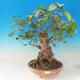 Venkovní bonsai - Olše lepkavá - Alnus glutinosa - 1/3