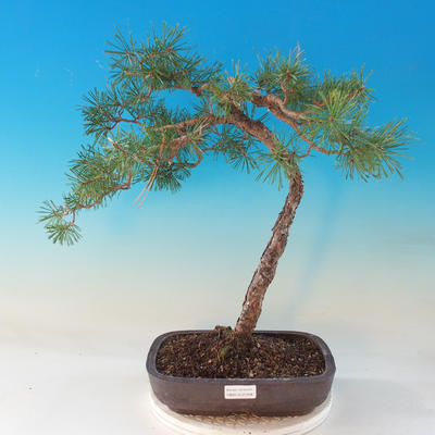 Venkovní bonsai - Pinus Sylvestris - Borovice lesní