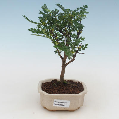 Pokojová bonsai - Zantoxylum piperitum - pepřovník PB2191520 - 1