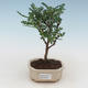 Pokojová bonsai - Zantoxylum piperitum - pepřovník PB2191520 - 1/4