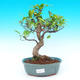 Pokojová bonsai - malolistý fíkus PB215520 - 1/2