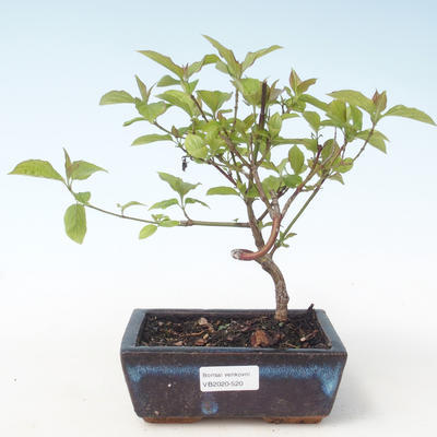 Venkovní bonsai - Dřín - Cornus mas VB2020-520 - 1