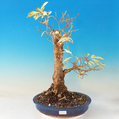 Venkovní bonsai - Zlatice - Forsythia - 1