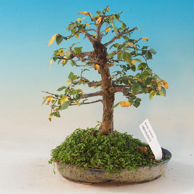 Venkovní bonsai -Ulmus GLABRA Jilm habrolistý