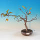 Venkovní bonsai -Malus halliana - Maloplodá jabloň - 1/3