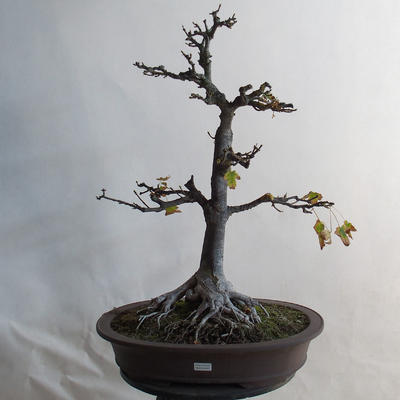 Venkovní bonsai - Javor klen - Acer platanoides - 1