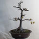 Venkovní bonsai - Javor klen - Acer platanoides - 1/2