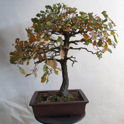 Venkovní bonsai Quercus - dub - 1