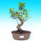 Pokojová bonsai - malolistý fíkus PB215521 - 1/2