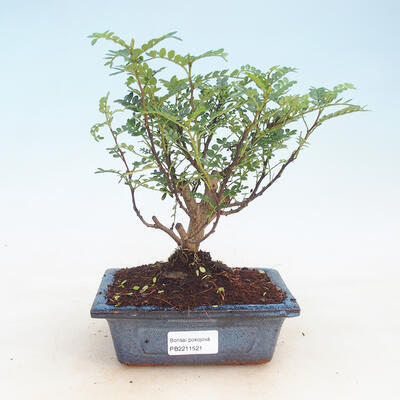 Pokojová bonsai-Zantoxylum piperitum-Pepřovník - 1