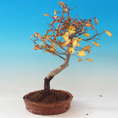 Venkovní bonsai -Habr obecný