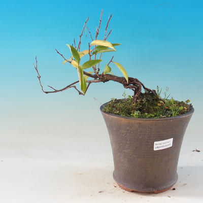 Venkovní bonsai - Japonská sakura - Prunus glandulosa  Rosea - 1