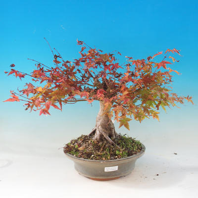 Venkovní bonsai - Javor dlanitolistý - Acer palmatum