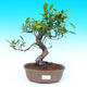 Pokojová bonsai - malolistý fíkus PB215522 - 1/2