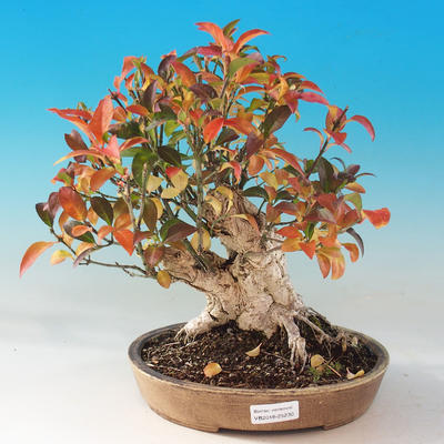 Venkovní bonsai- Brslen evropský - euonimus - 1