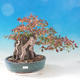 Venkovní bonsai -Carpinus CARPINOIDES - Habr korejský - 1/2