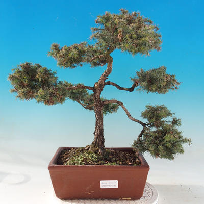Venkovní bonsai - Cypřišek hrachonosný - Chamacyparis pisifera sqarosa dumosa