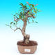 Pokojová bonsai - malolistý fíkus PB215525 - 1/2