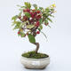 Venkovní bonsai - Malus halliana -  Maloplodá jabloň - 1/3