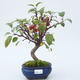 Venkovní bonsai - Malus halliana -  Maloplodá jabloň - 1/3