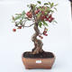 Venkovní bonsai - Malus halliana -  Maloplodá jabloň - 1/4